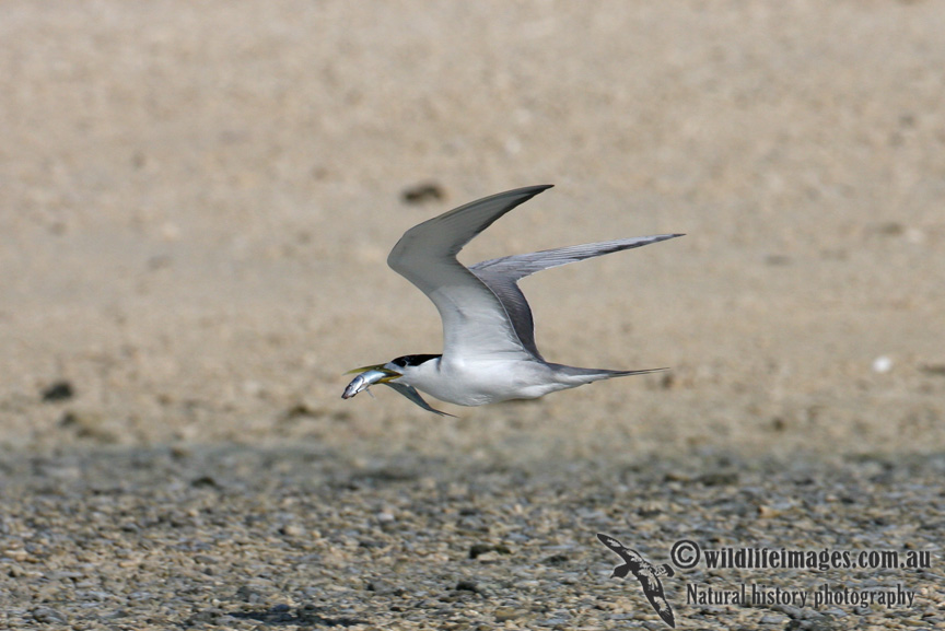 Crested Tern 7075.jpg