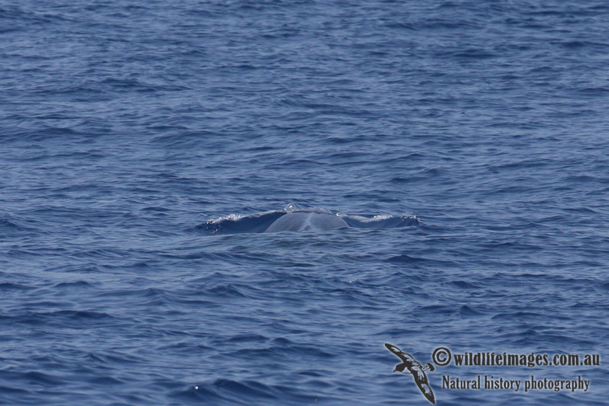 Omuras Whale 6254.jpg