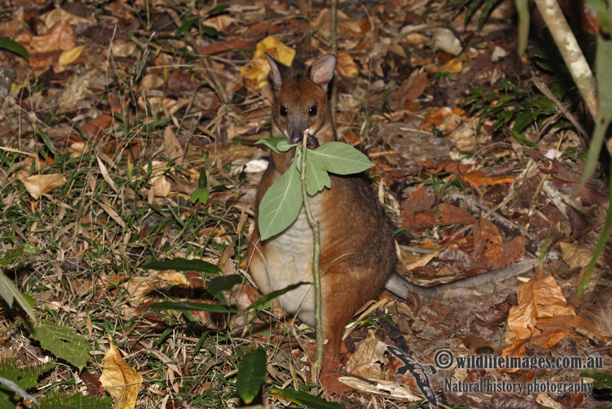 Red-legged Pademelon a7360.jpg