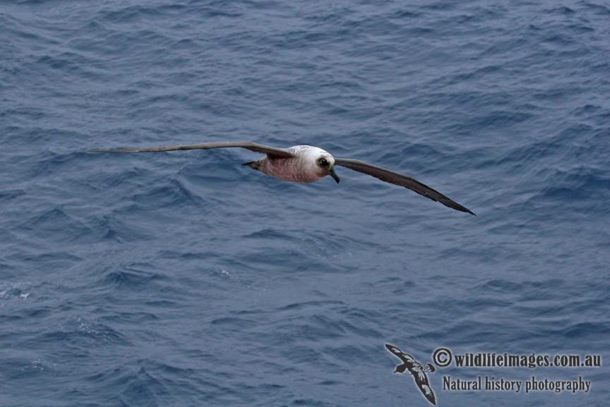Light-mantled Sooty Albatross a0476.jpg