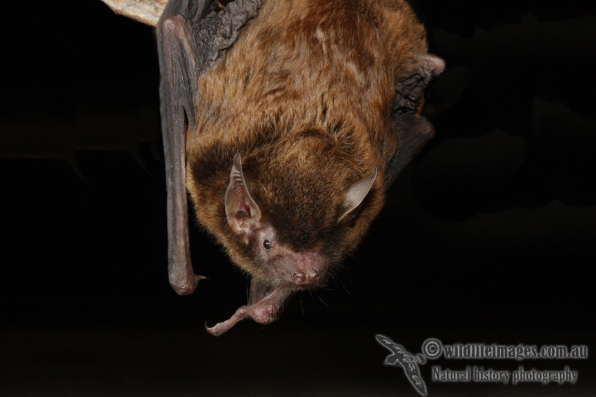 Southern Forest Bat 2642.jpg
