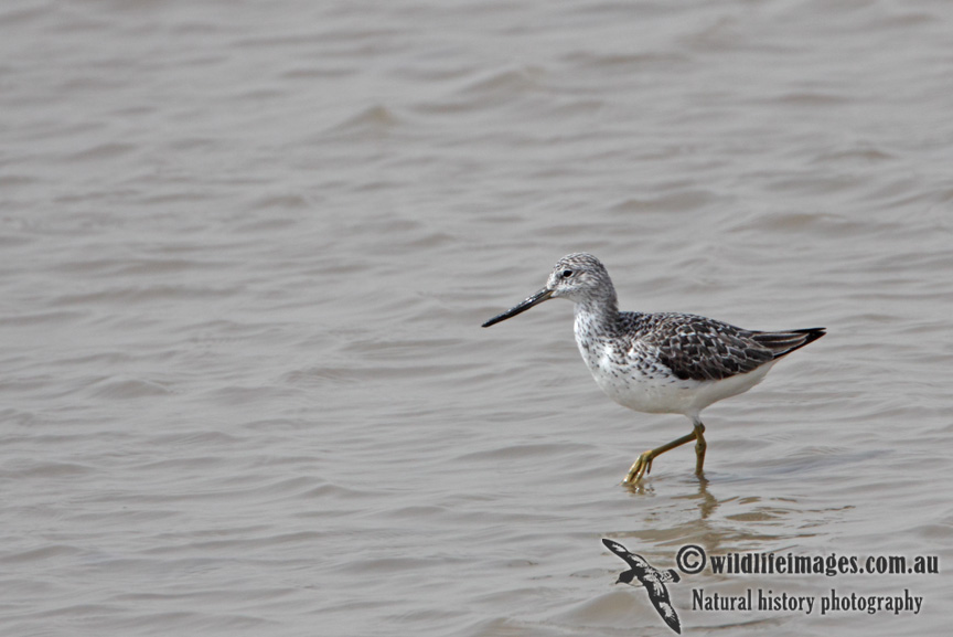 Nordmanns Greenshank a9382.jpg