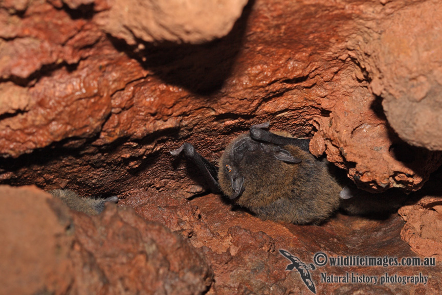 Northern Cave Bat a6244.jpg