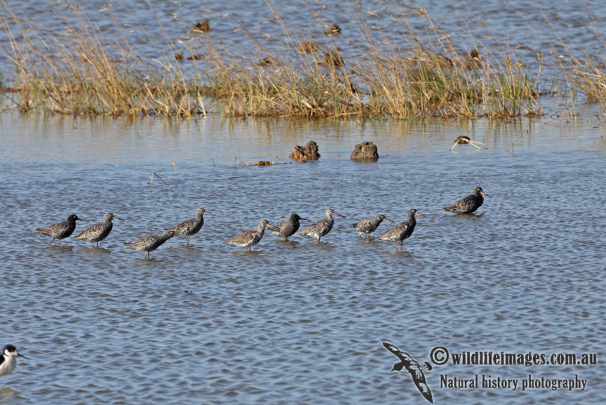 Spotted Redshank a8137.jpg