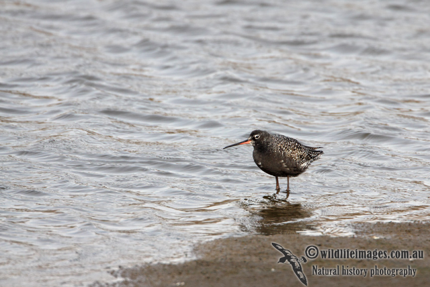 Spotted Redshank a8549.jpg