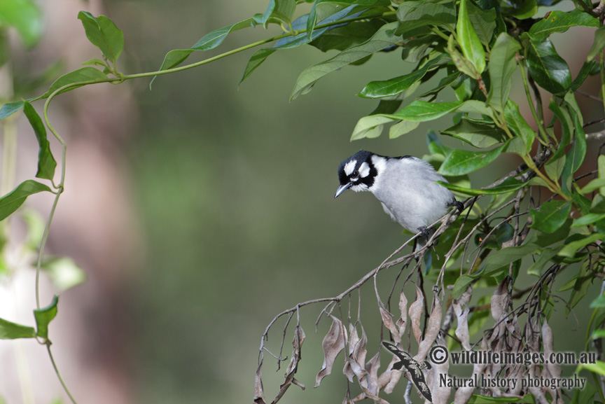 White-eared Monarch 3600.jpg