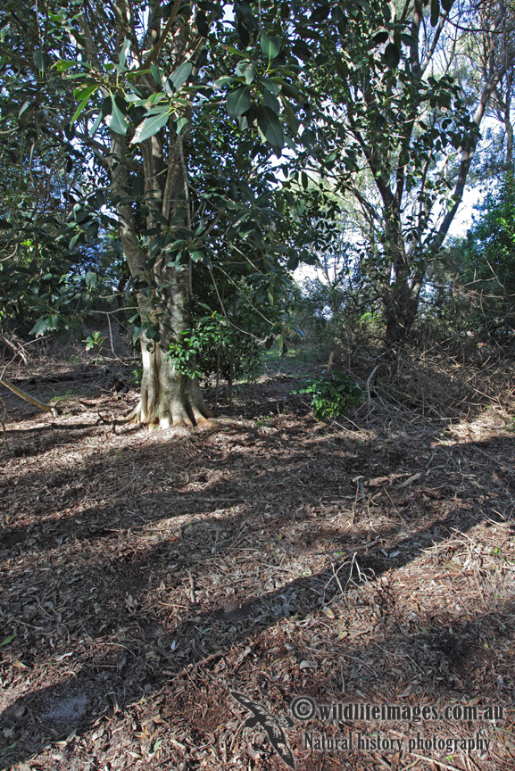 Black-breasted Button-quail habitat 3968.jpg