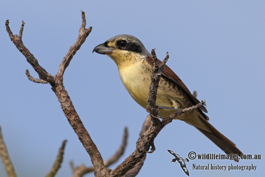 Tiger Shrike 7796.jpg