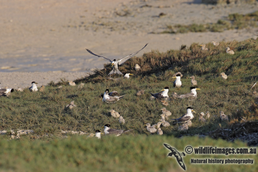 Crested Tern 5017.jpg