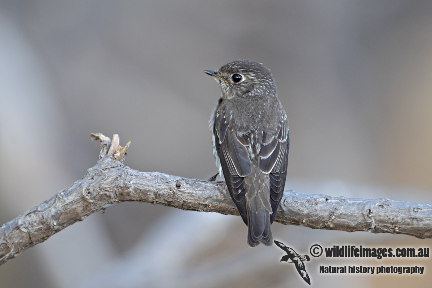 Dark-sided Flycatcher 7105.jpg
