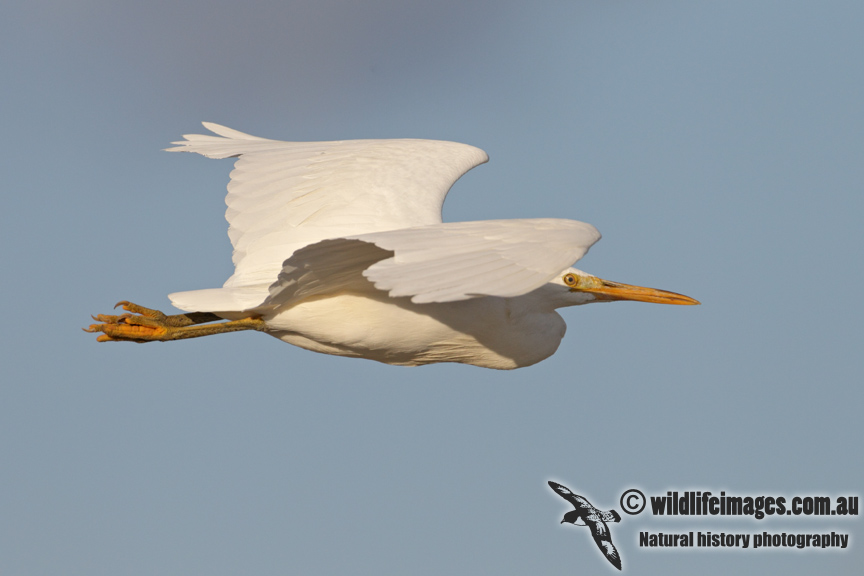 Eastern Reef Egret 7537.jpg