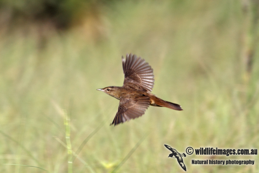 Middendorffs Warbler a2731.jpg