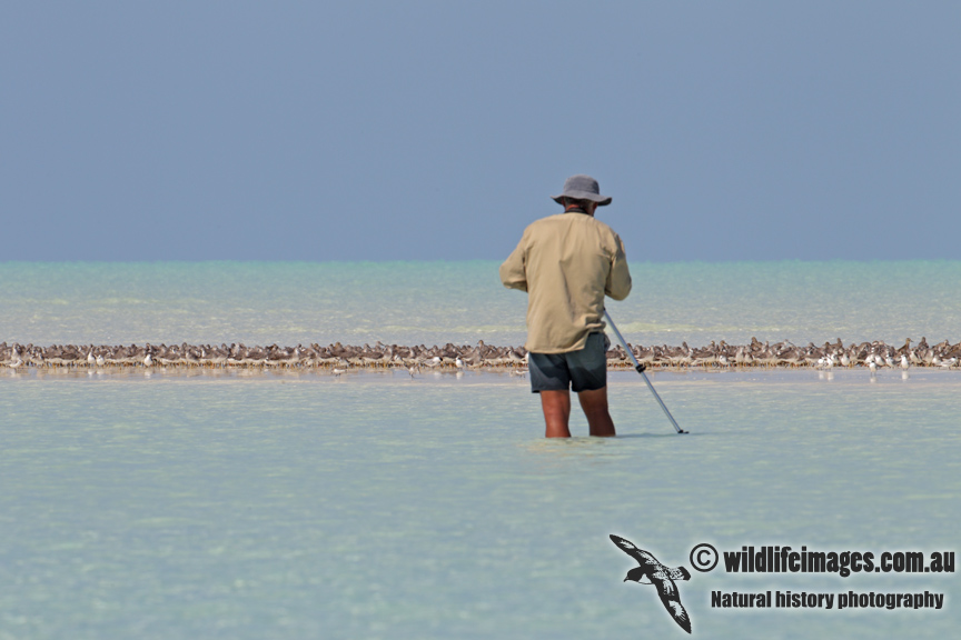Shorebird counting 1397.jpg