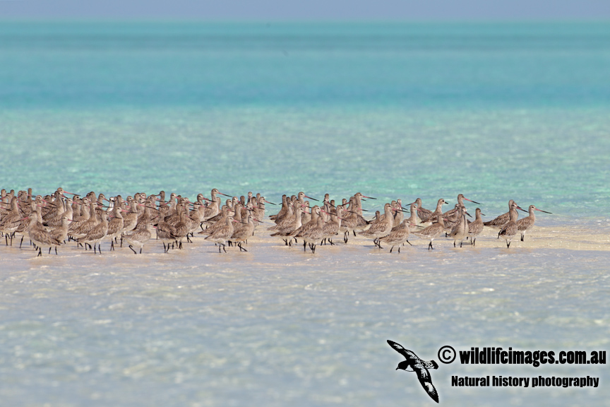 Bar-tailed Godwit 1346.jpg