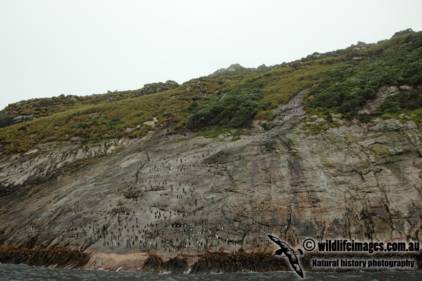 Snares crested Penguin a5885.jpg