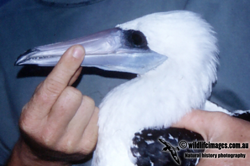 Abbotts-Booby-head.jpg