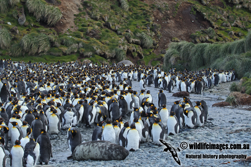 King Penguin a9722.jpg