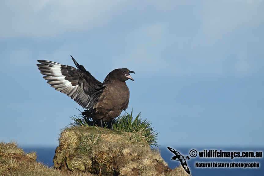 Southern Skua a2866.jpg