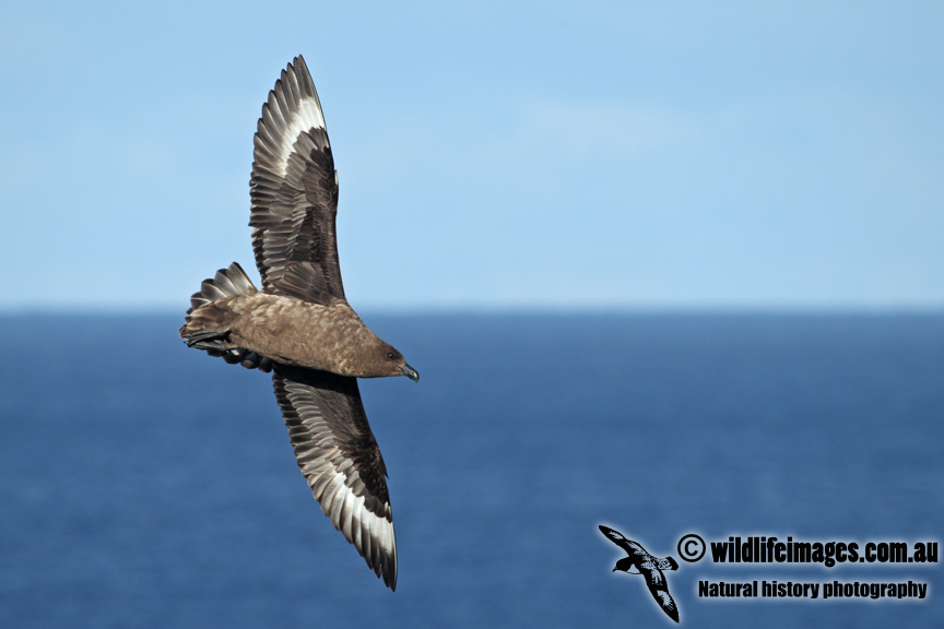 Southern Skua a2917.jpg