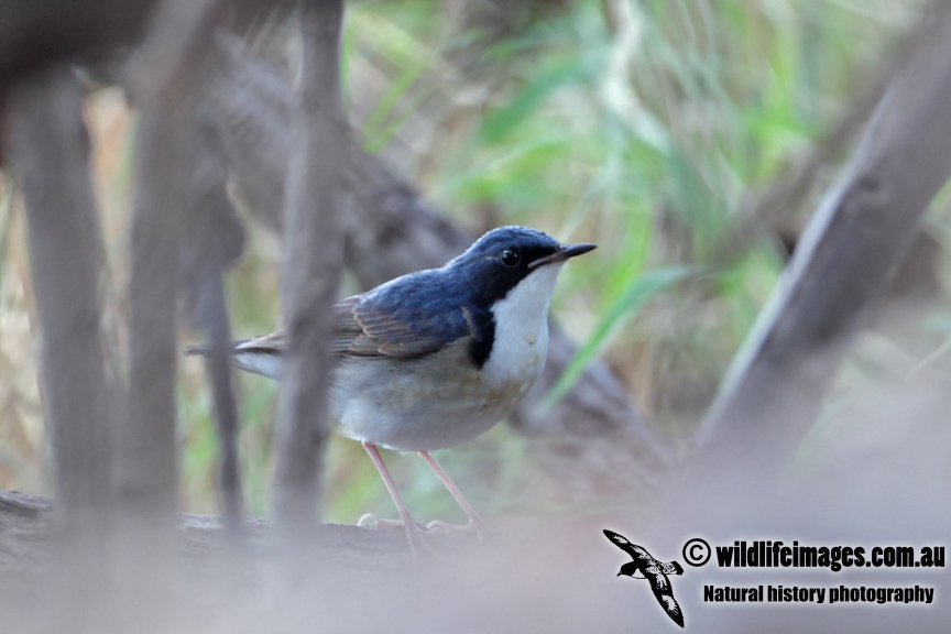Siberian Blue Robin 2740.jpg