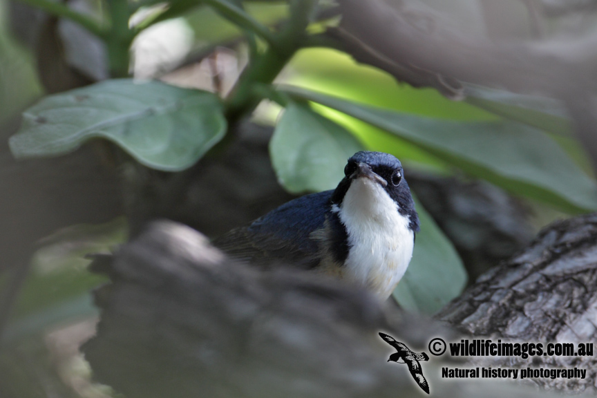 Siberian Blue Robin 3988.jpg