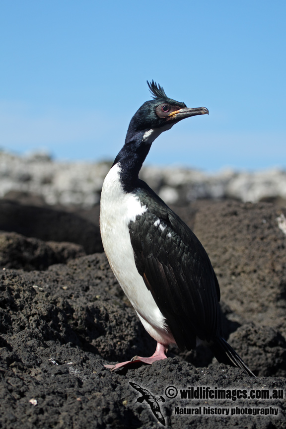 Auckland Island Shag a2007.jpg