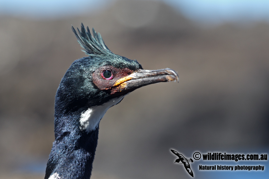 Auckland Island Shag a2011.jpg