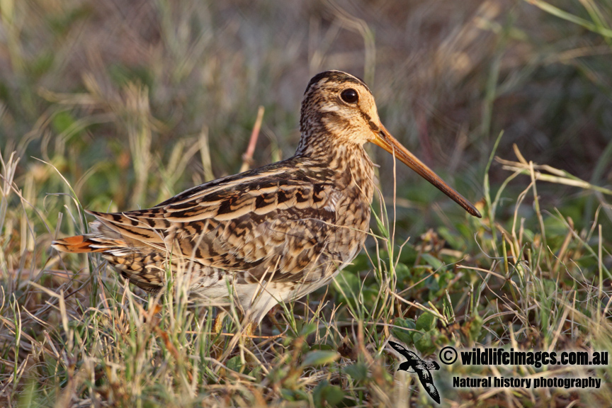 Swinhoes Snipe a4909.jpg