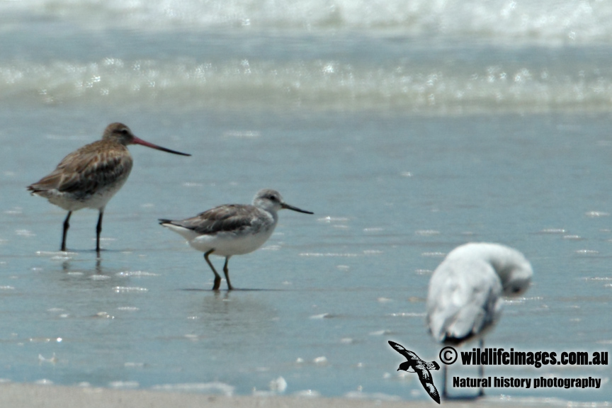 Nordmanns Greenshank a4400.jpg