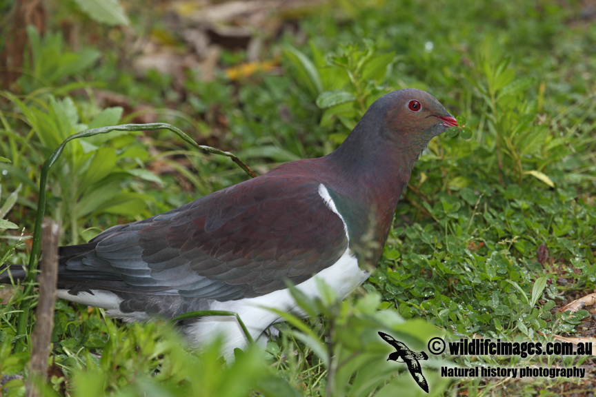 New Zealand Pigeon a6984.jpg