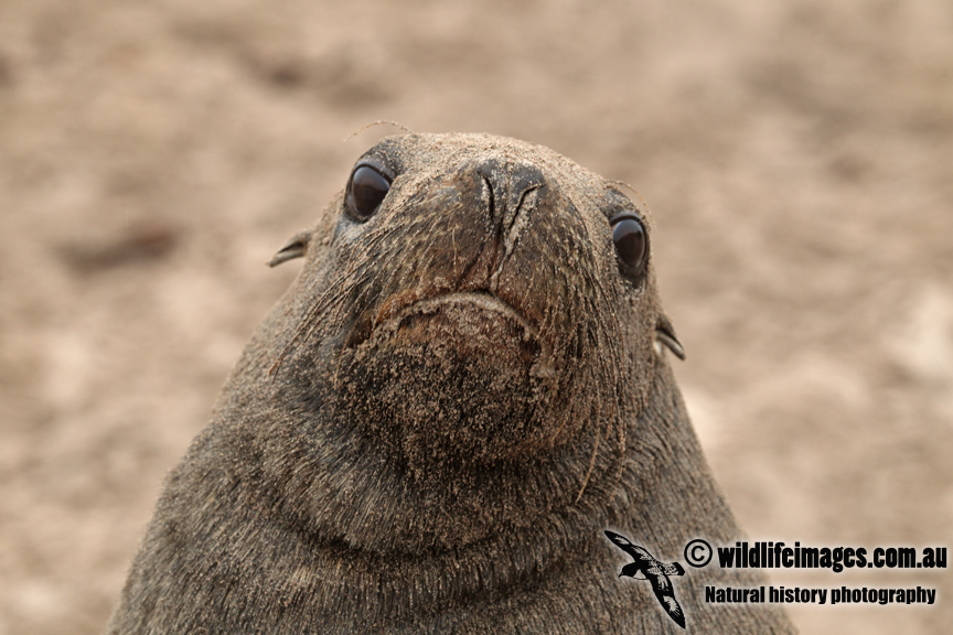 Hookers Sea-lion a6248.jpg