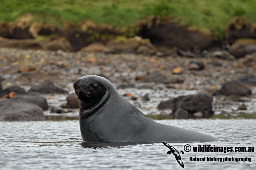 Hookers Sea-lion a0387.jpg
