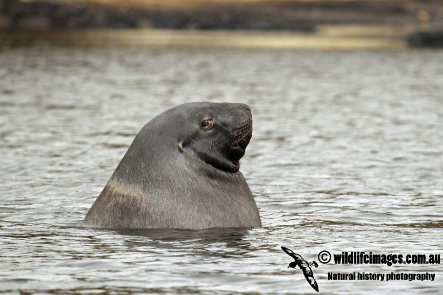 Hookers Sea-lion a0457.jpg
