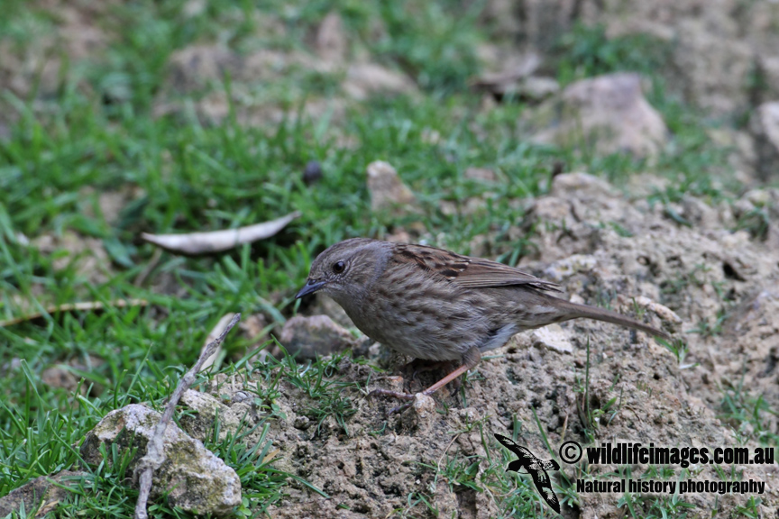 Dunnock a5815.jpg