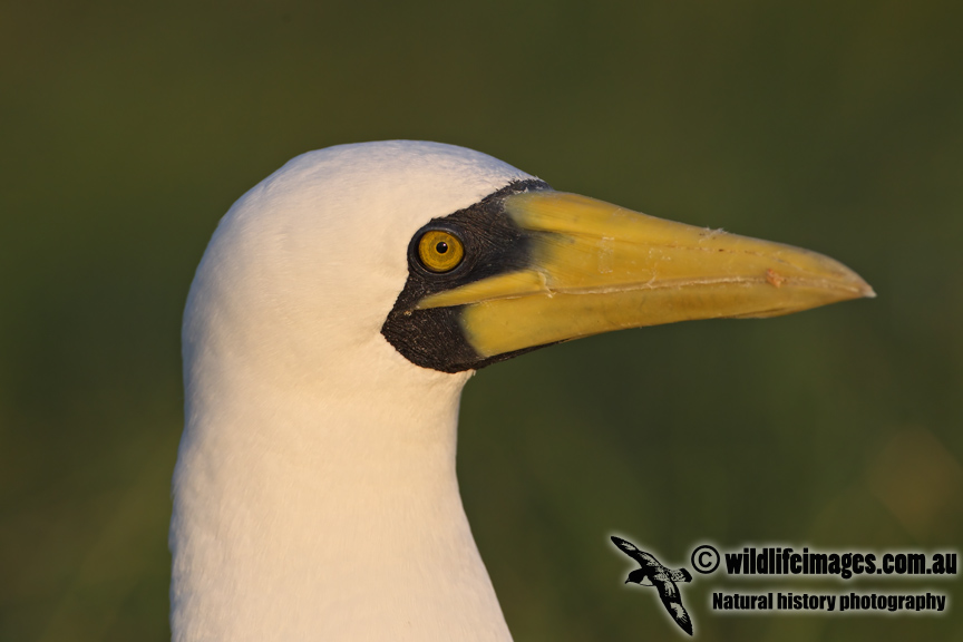 Masked Booby 7207.jpg