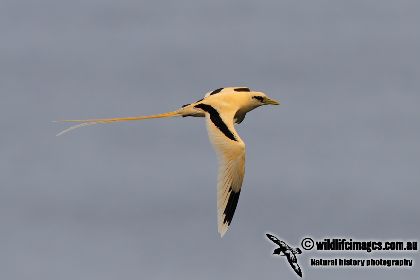 White-tailed Tropicbird 3755.jpg