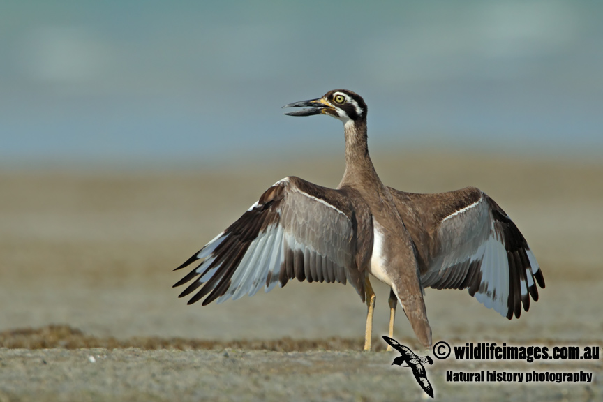 Beach Stone-curlew a4304.jpg