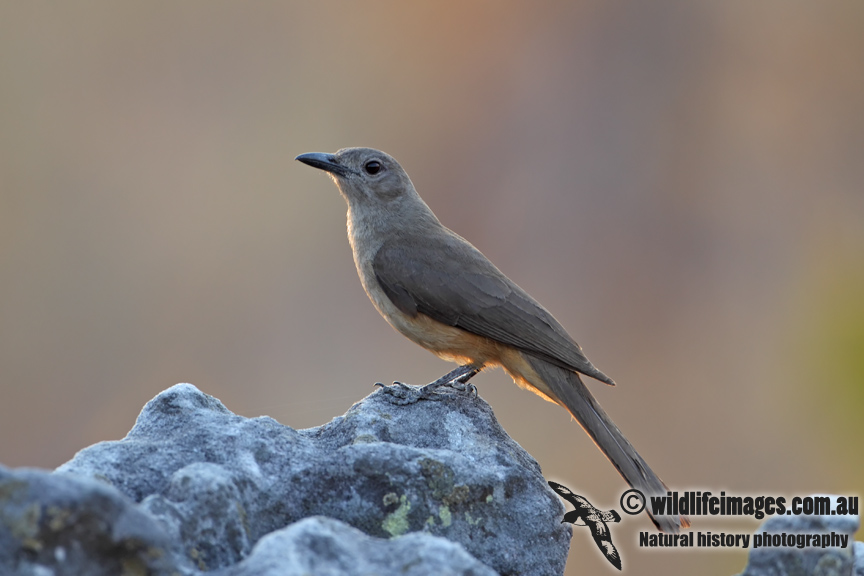 Sandstone Shrike-thrush 9594.jpg
