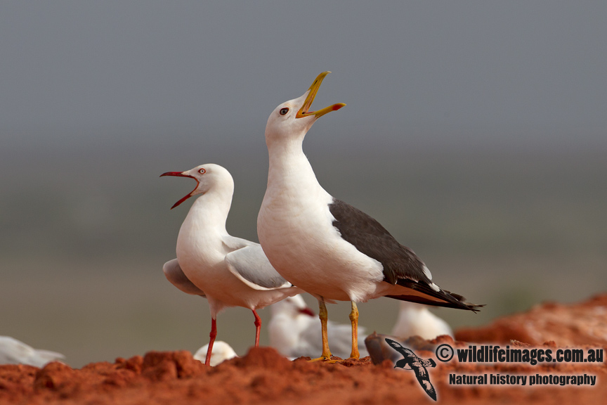 Lesser Black-backed Gull 6509.jpg