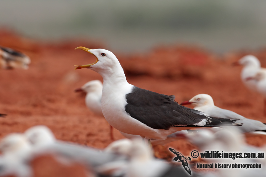 Lesser Black-backed Gull 7102.jpg