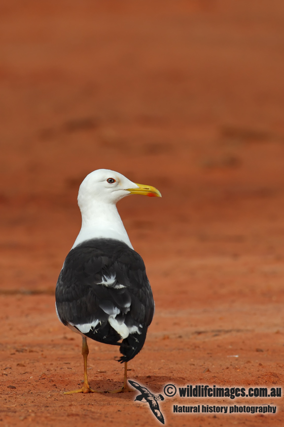 Lesser Black-backed Gull 6899.jpg