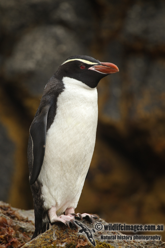 Snares crested Penguin a8638.jpg