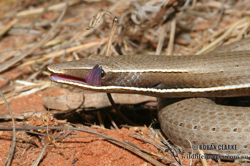 Burtons Legless Lizard - Lialis burtoni 0820