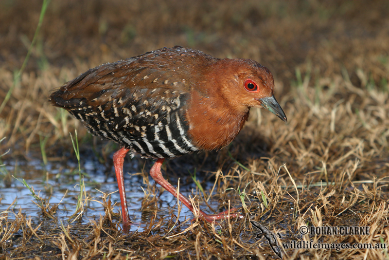 Red-legged Crake 5144.jpg