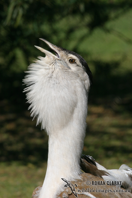 Australian Bustard 0497.jpg