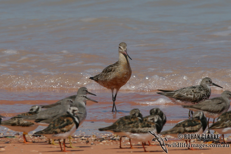 Bar-tailed Godwit 9136.jpg