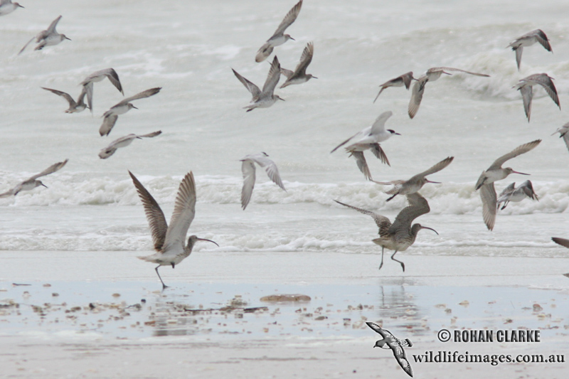 Eurasian Curlew 0494.jpg