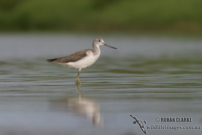 Common Greenshank 4349.jpg