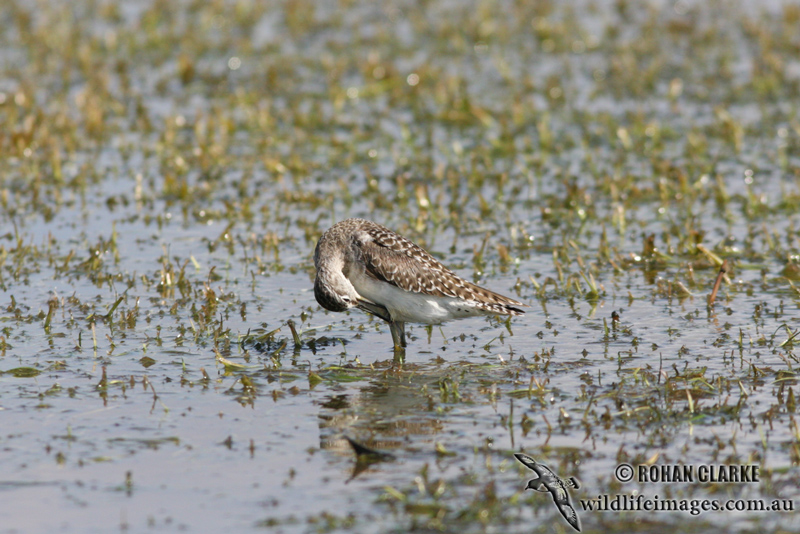 Wood Sandpiper 0745.jpg