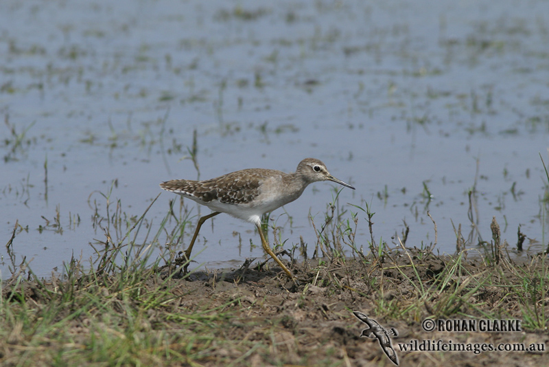 Wood Sandpiper 2190.jpg